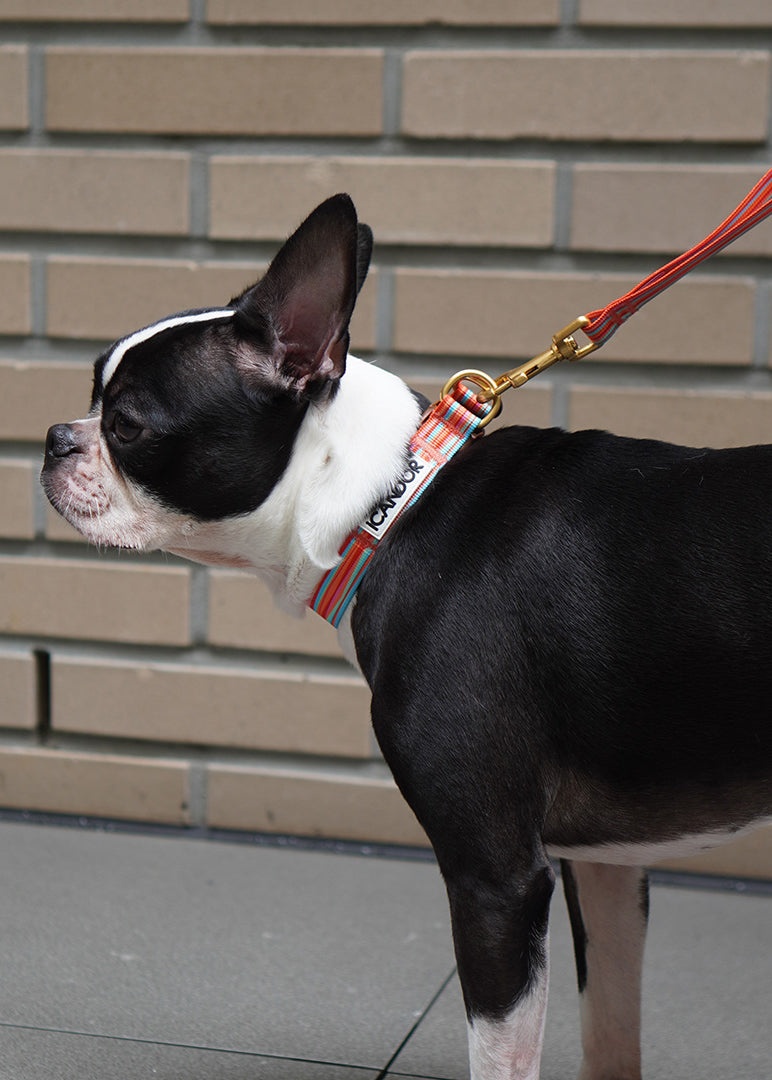 Gentle Dog Collar - Lollipop - 2&4 PETS