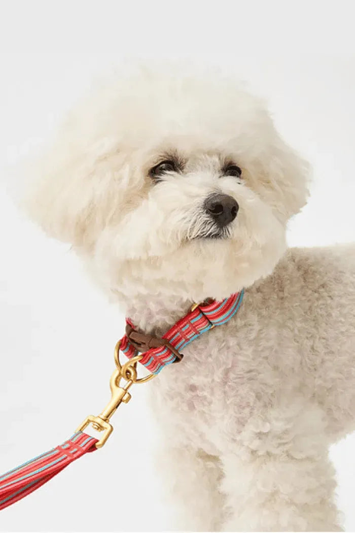 Gentle Dog Collar - Lollipop - 2&4 PETS
