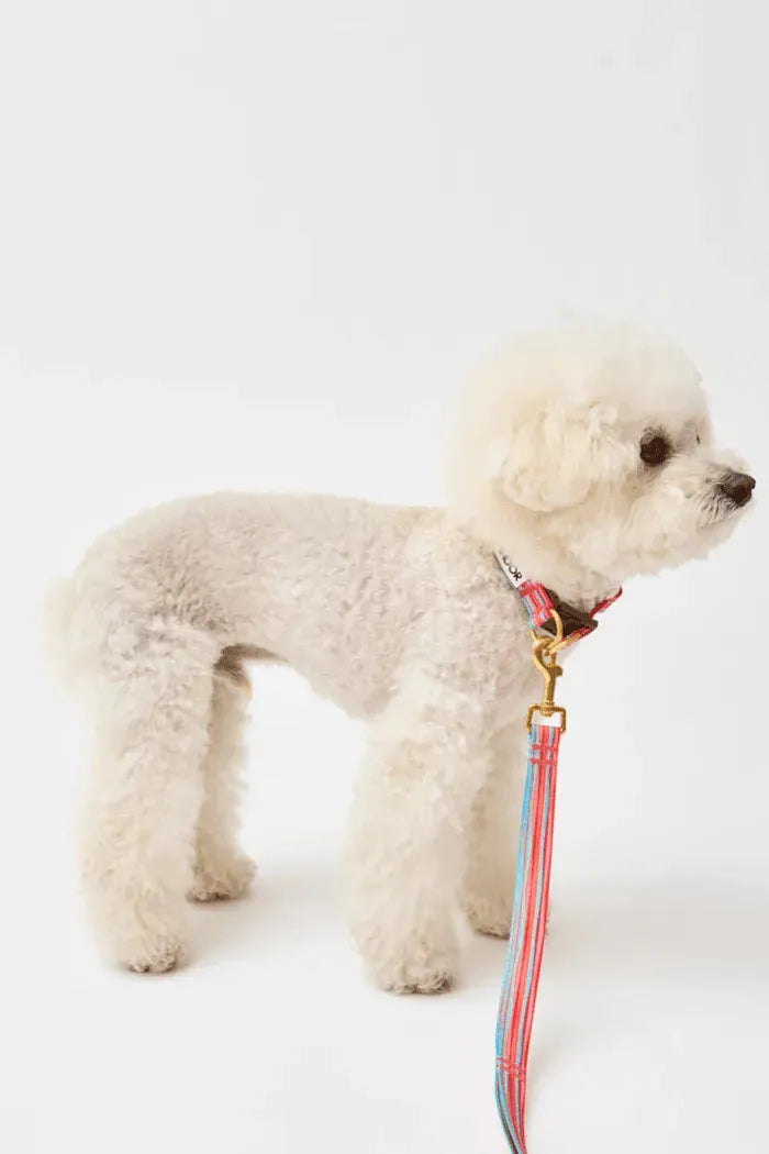 Gentle Dog Collar - Lollipop - 2&4 PETS