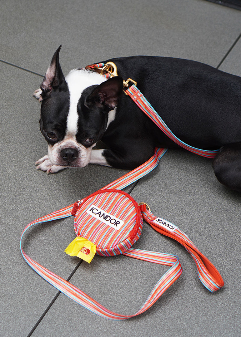 Gentle Dog Collar - Lollipop - 2&4 PETS