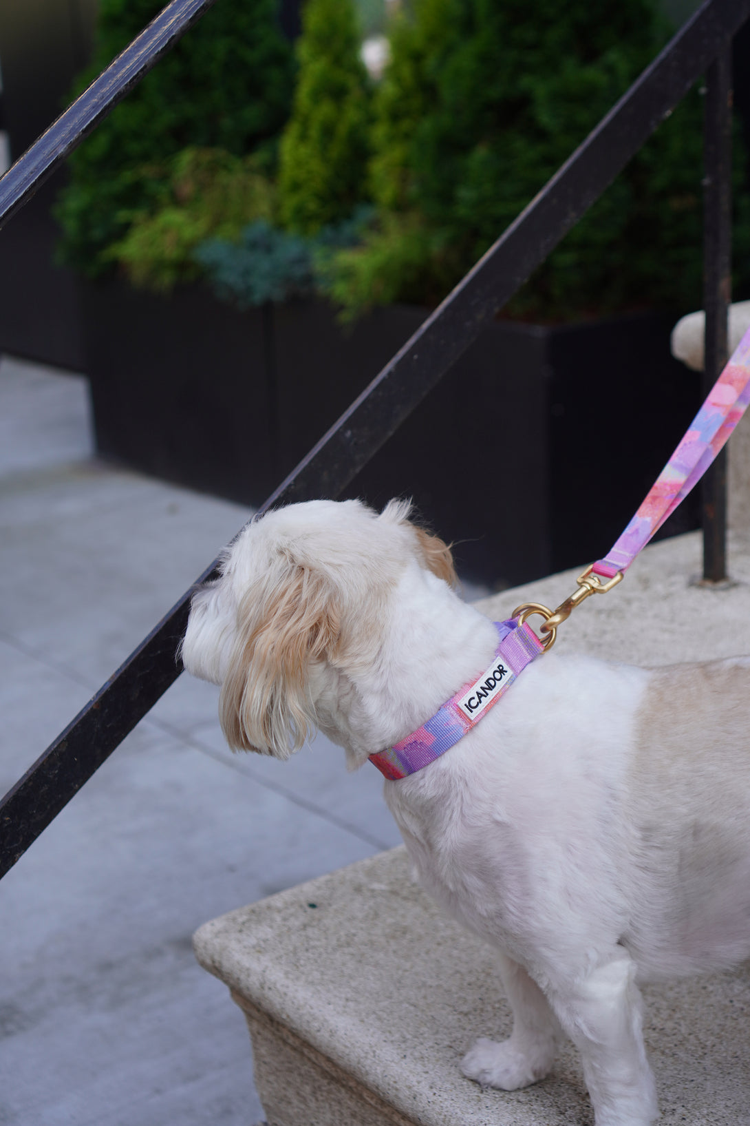 Gentle Dog Collar - Milky Way - 2&4 PETS