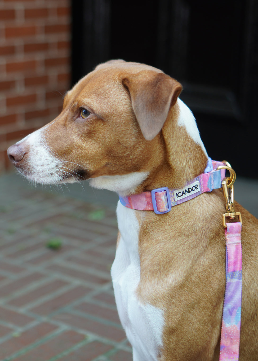 Gentle Dog Collar - Milky Way - 2&4 PETS