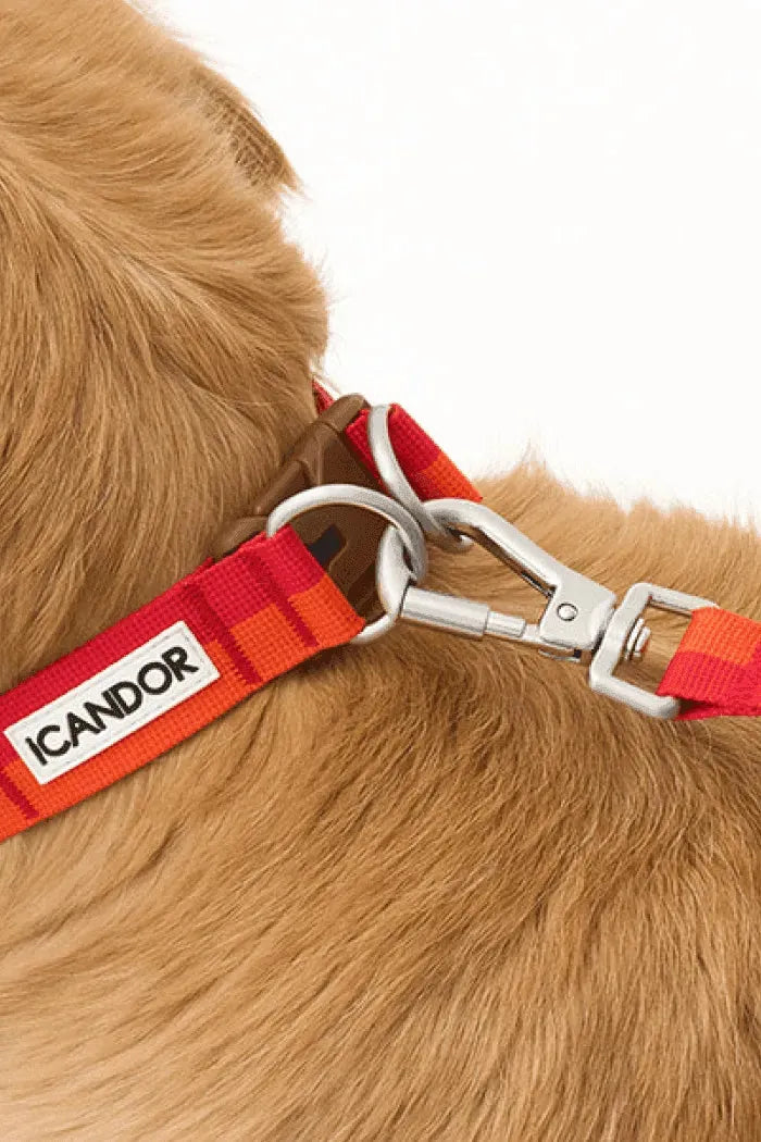 Gentle Dog Collar - Sunset - 2&4 PETS