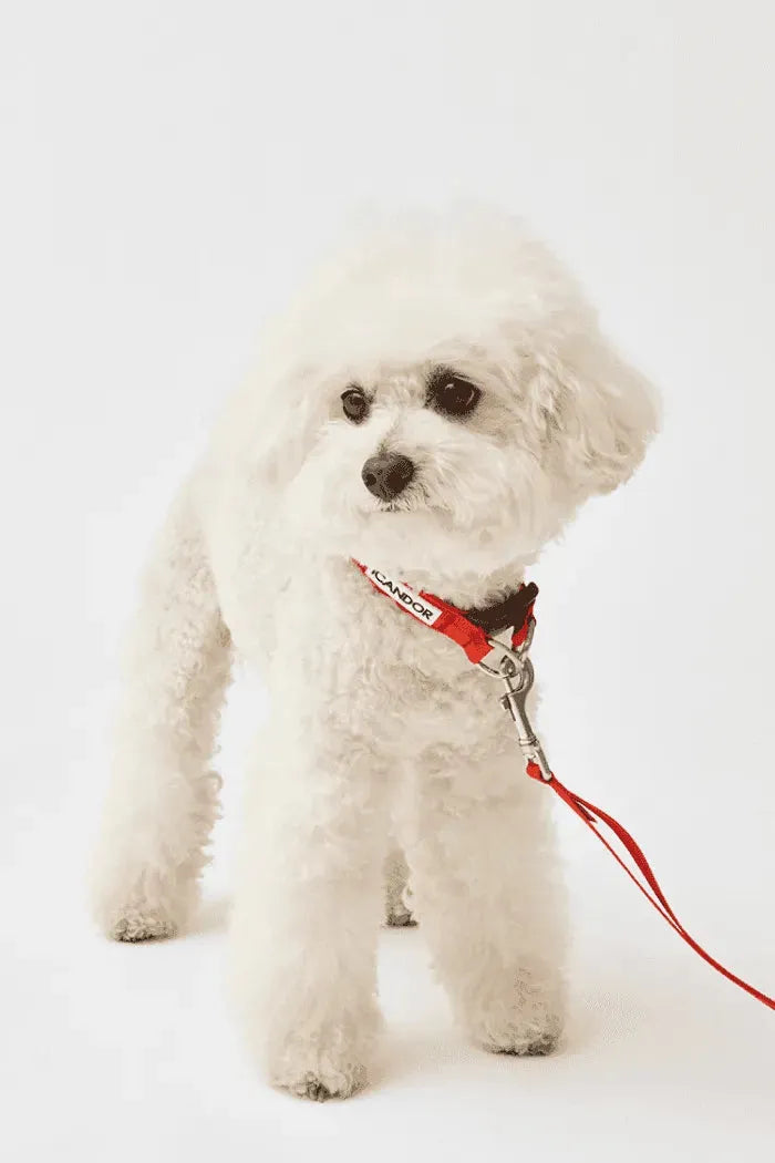 Gentle Dog Collar - Sunset - 2&4 PETS