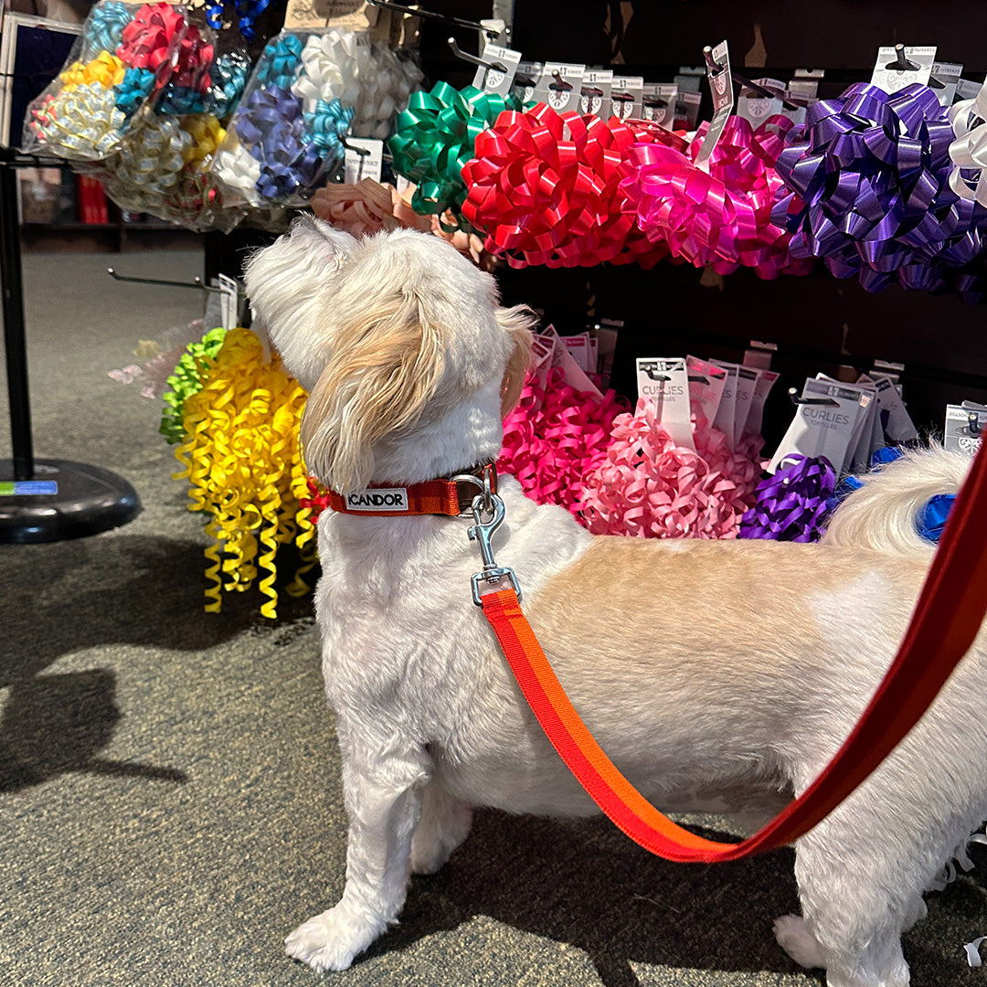 Gentle Dog Collar - Sunset - 2&4 PETS