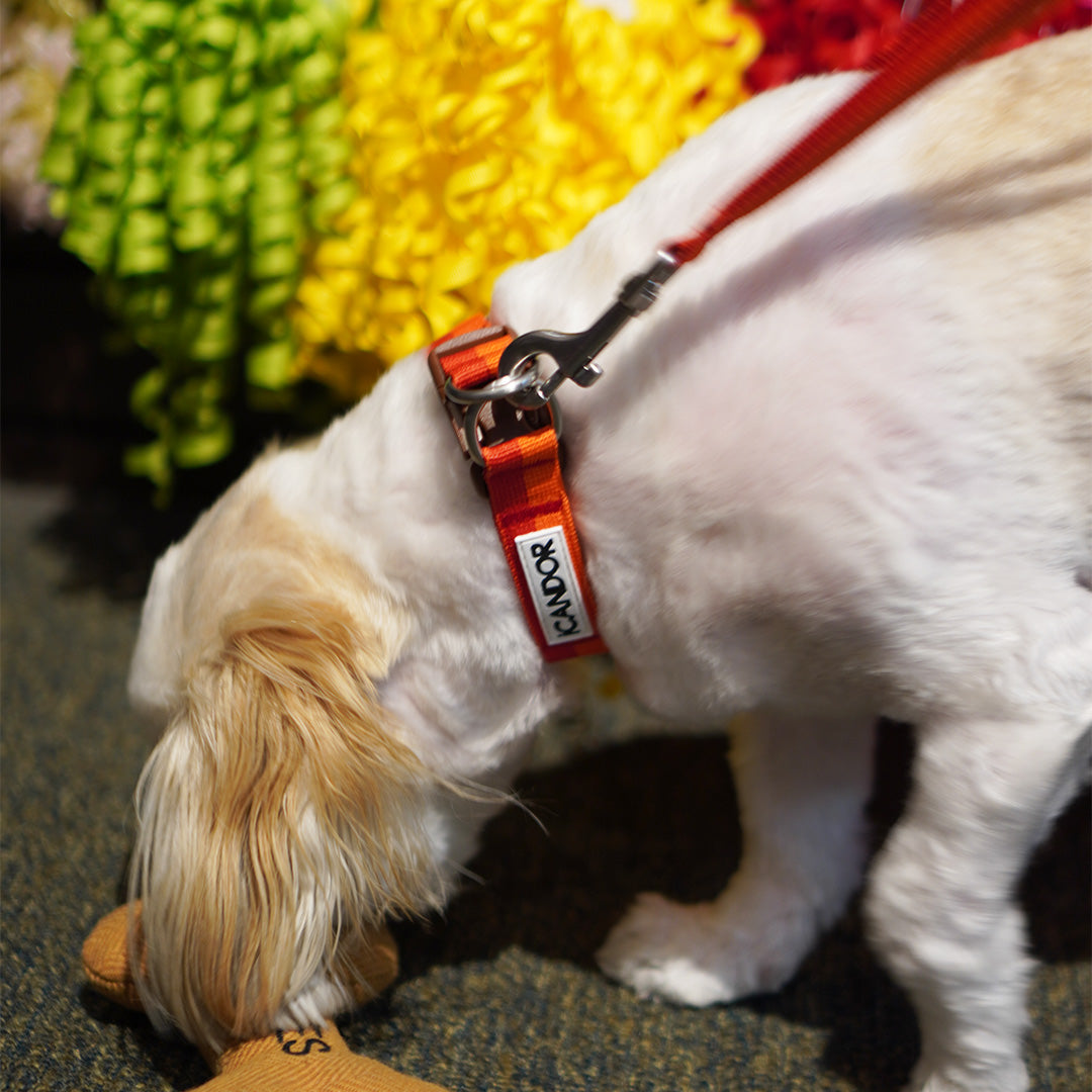 Gentle Dog Collar - Sunset - 2&4 PETS