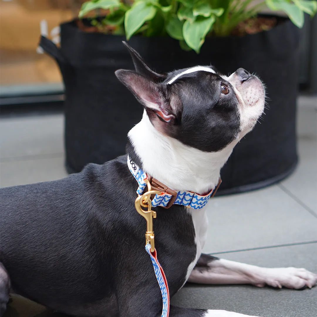 Gentle Dog Collar - Surfrider - 2&4 PETS