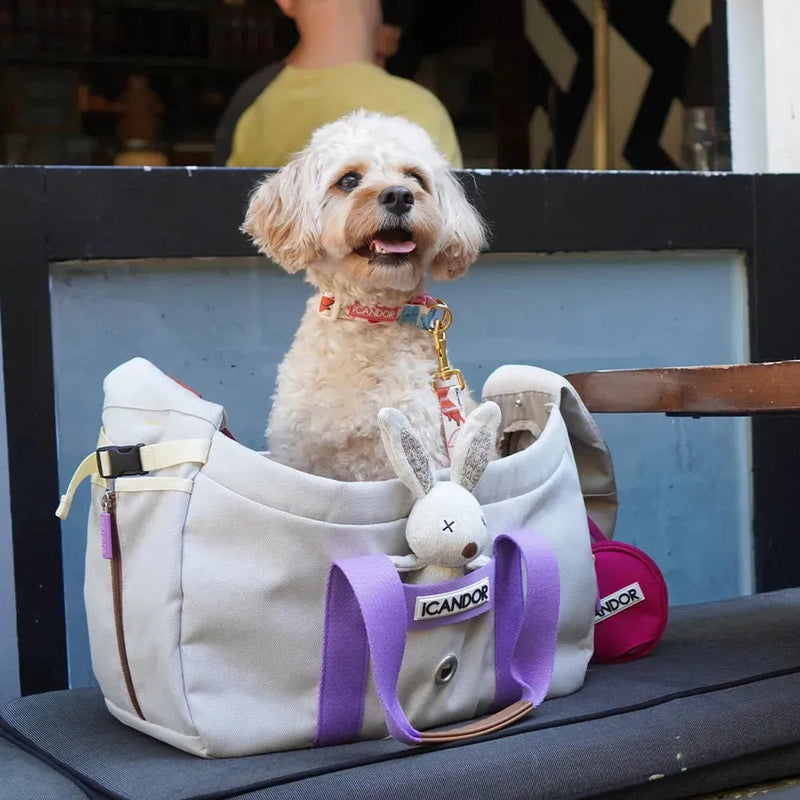 Fluffy white dog in stylish ICANDOR pet carrier bag with purple straps, perfect for travel and daily walks.