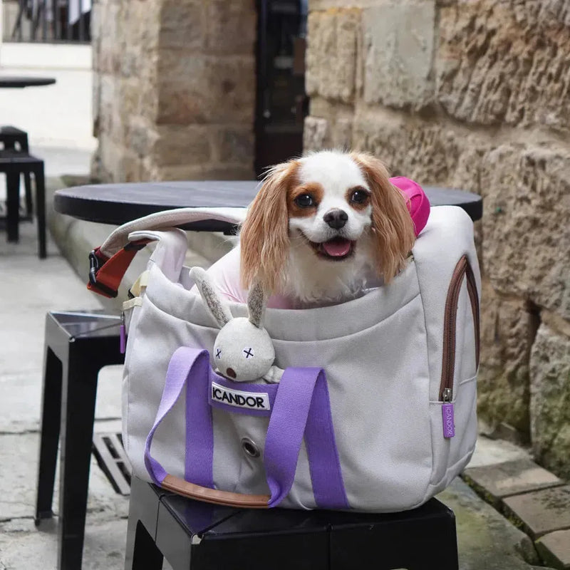 Cavalier King Charles Spaniel in stylish ICANDOR pet carrier bag, perfect for pampering your four-legged companion.