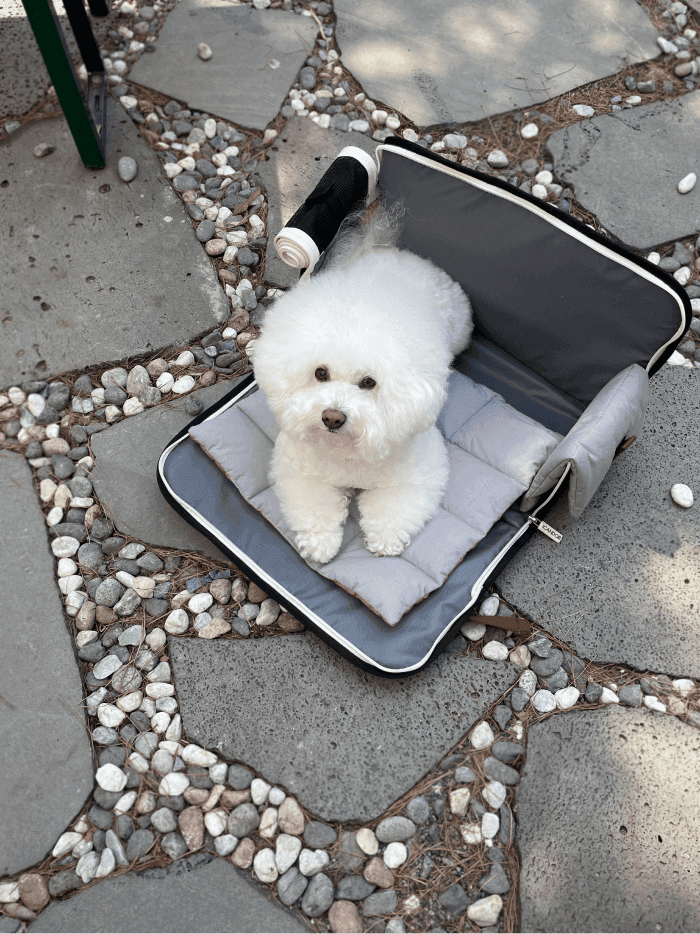 iCANDOR iBag Pet Travel Carrier -  Navy Grey