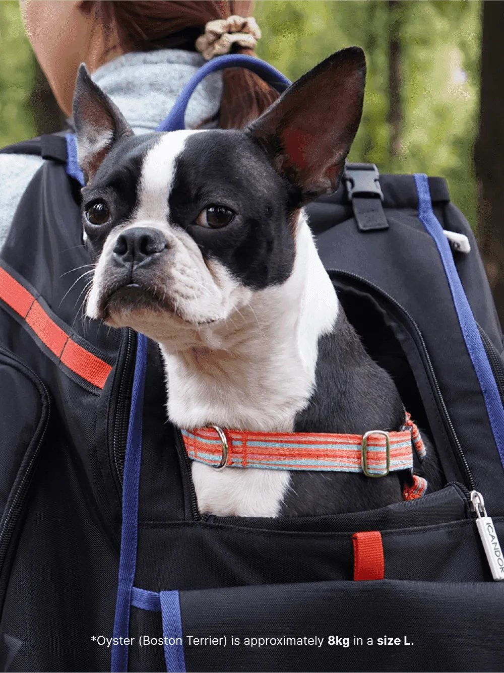 JIGE Bag | Pet Travel Backpack - Black