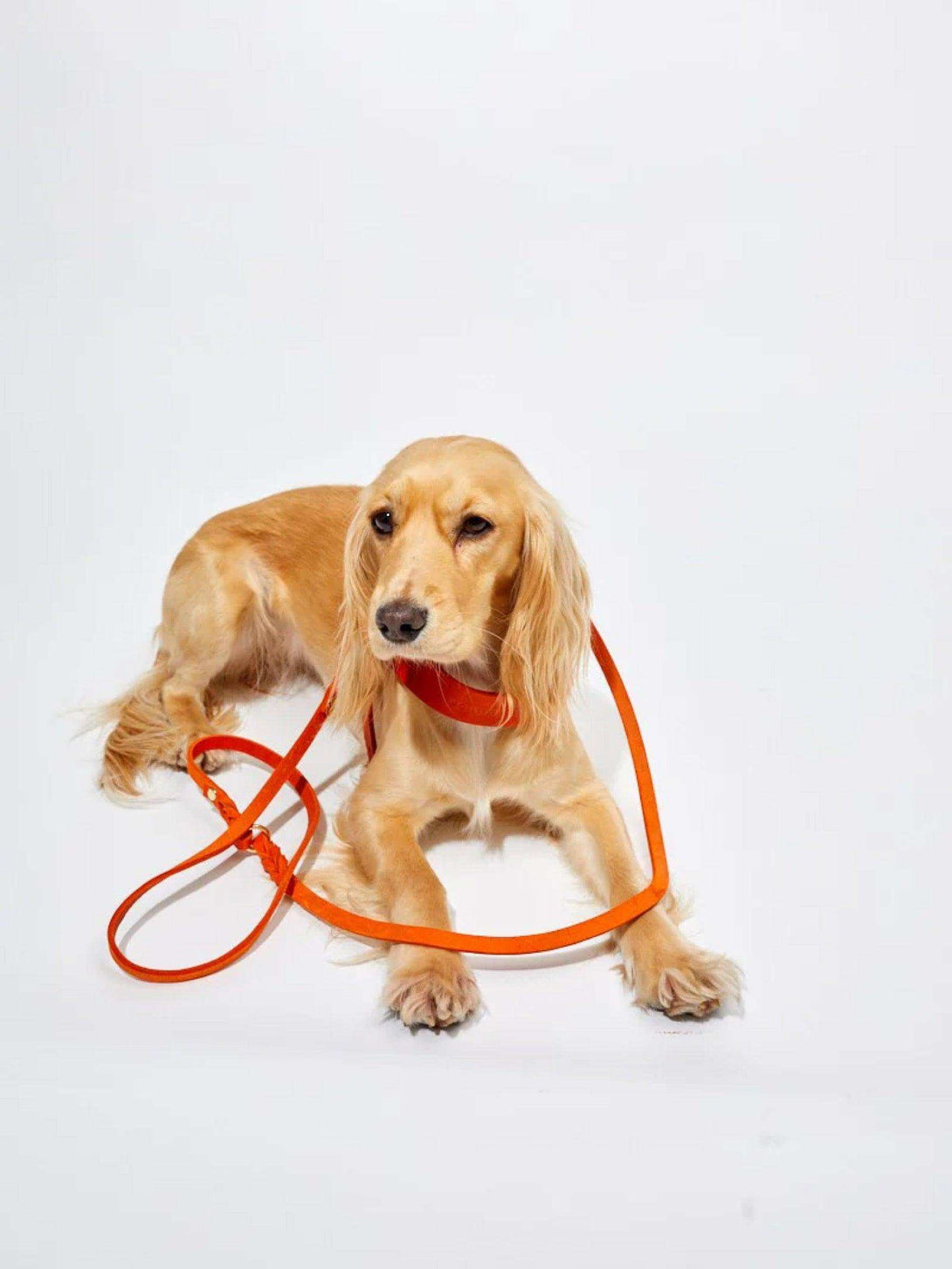 [MANGO] BUTTER LEATHER ADJUSTABLE DOG LEASH - 2&4 PETS