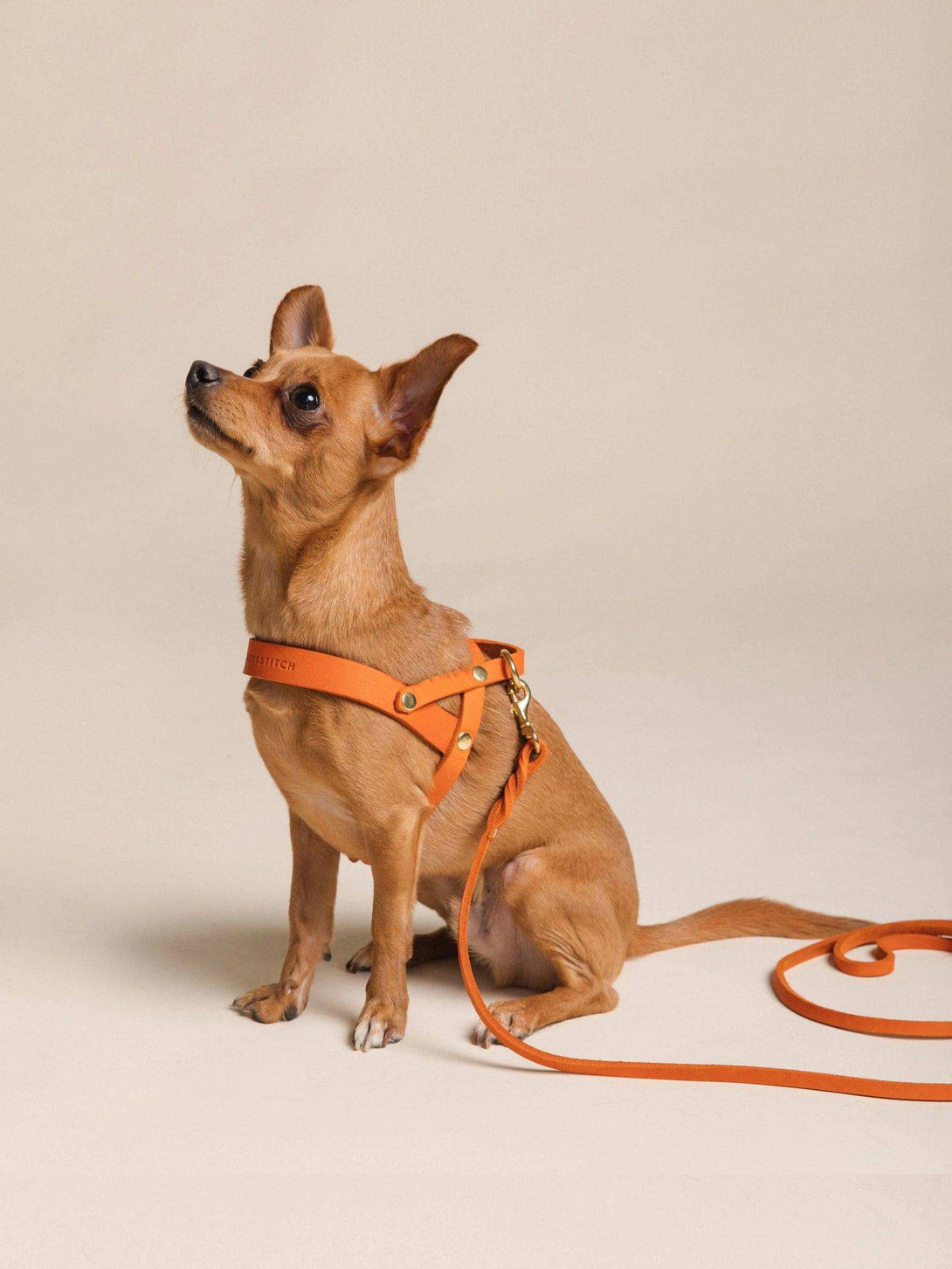 [MANGO] BUTTER LEATHER DOG HARNESS - 2&4 PETS