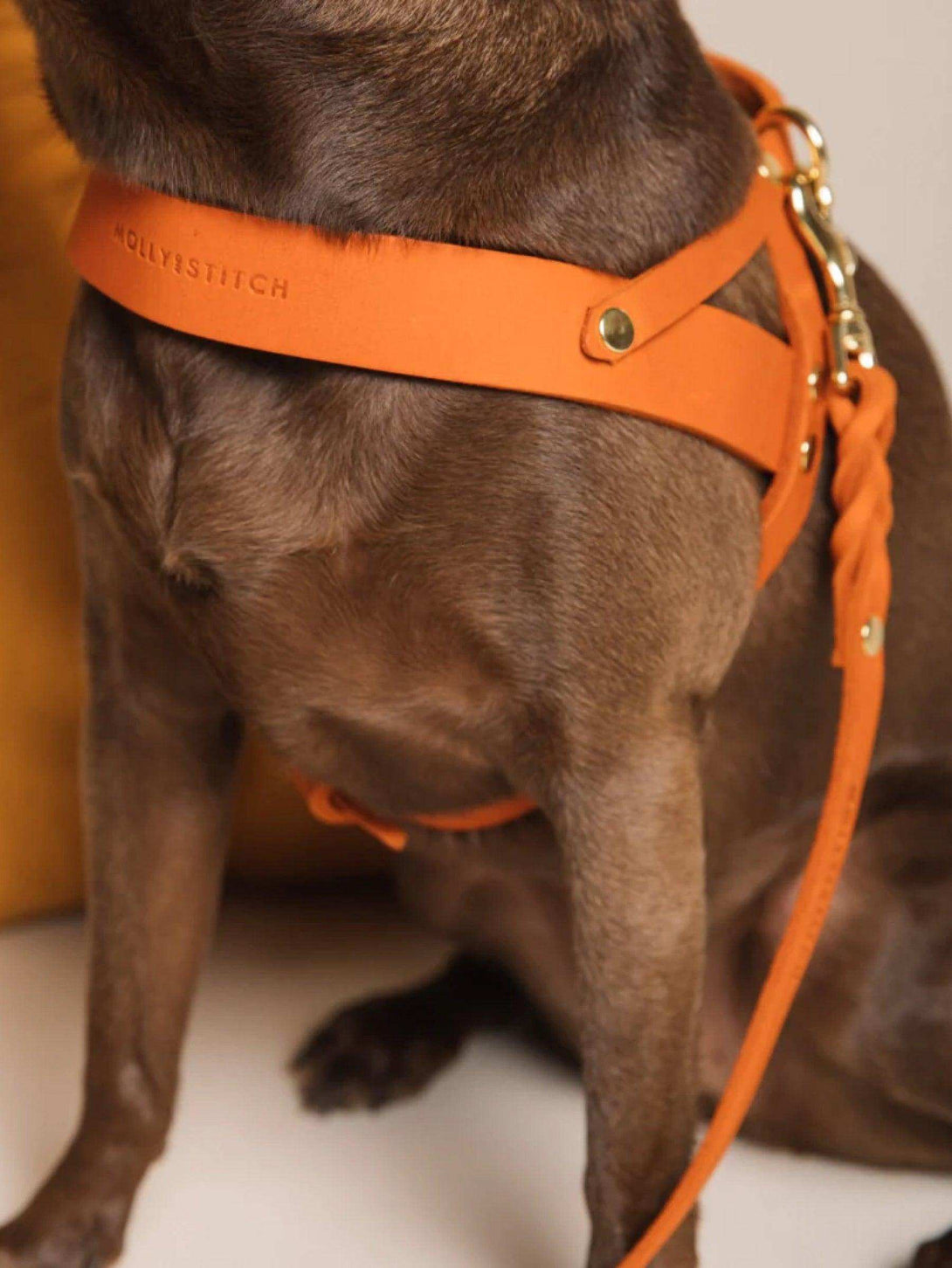 [MANGO] BUTTER LEATHER DOG HARNESS - 2&4 PETS