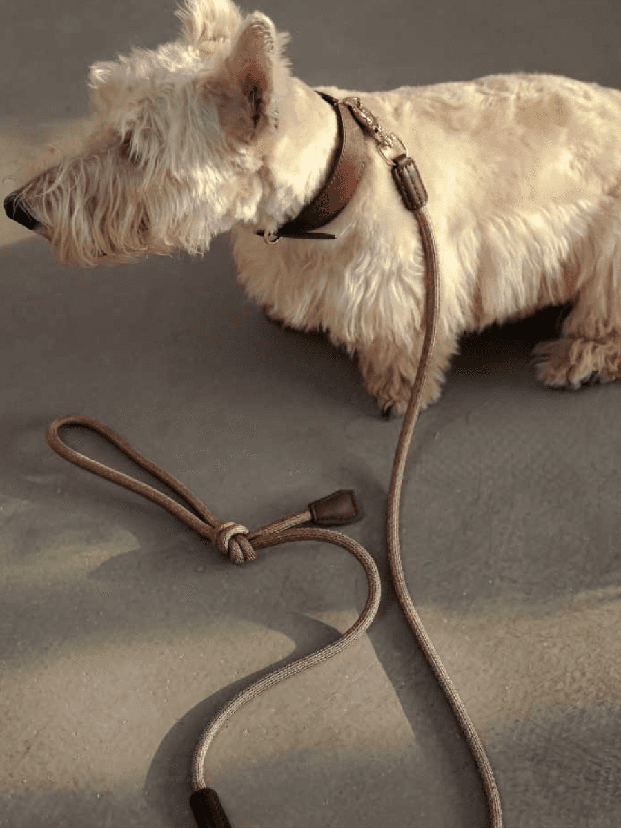 Multifunctional Designer Dog Leash