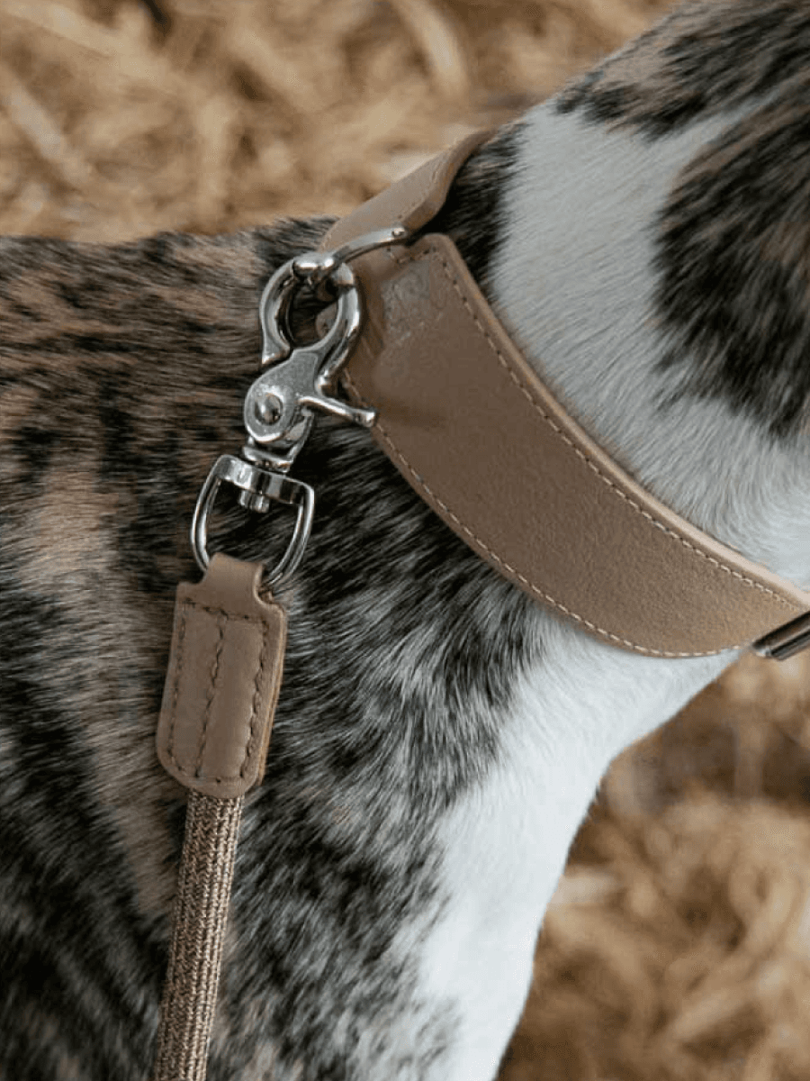 Multifunctional Designer Dog Leash