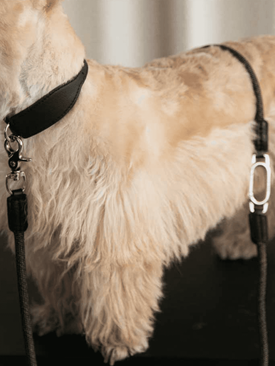 Multifunctional Designer Dog Leash