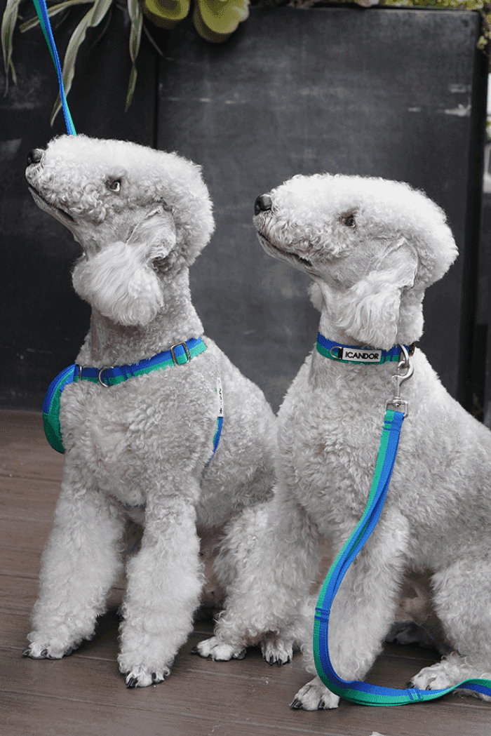 No-Pull Dog Harness