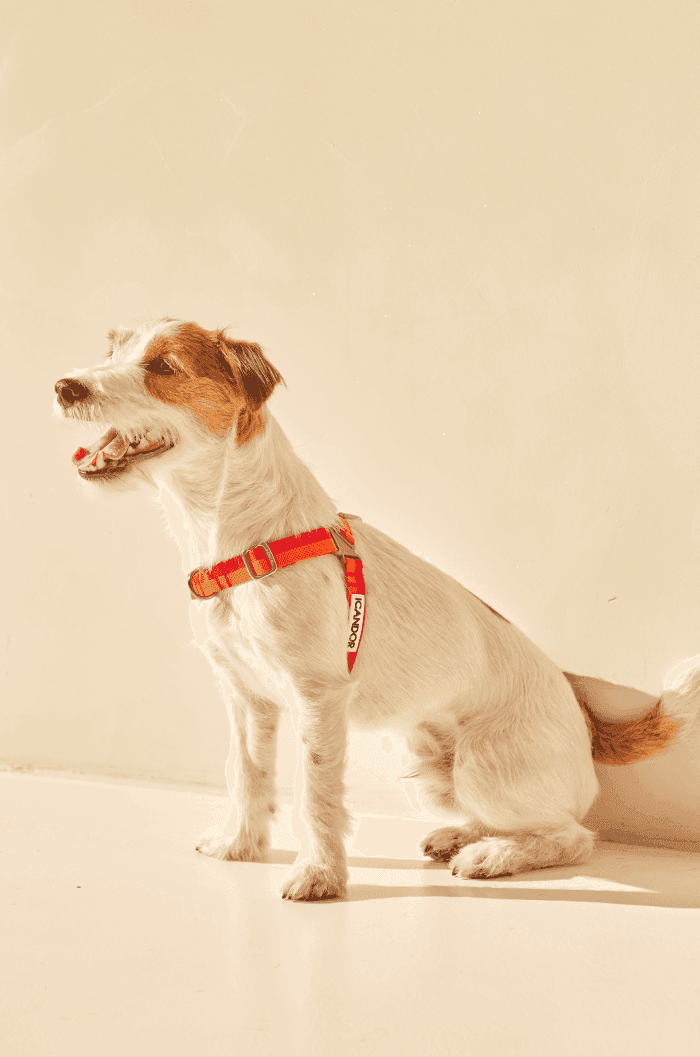 No-Pull Dog Harness