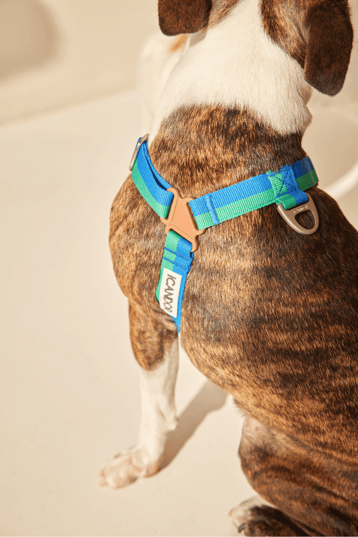 No-Pull Dog Harness