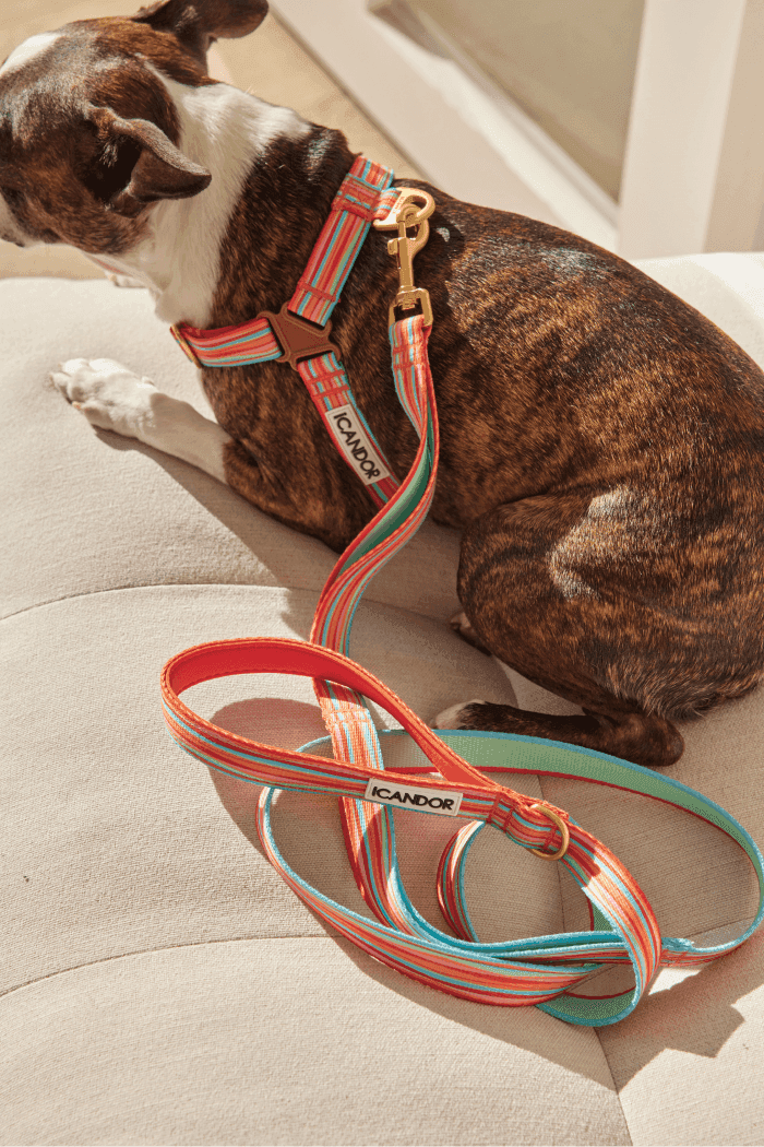 No-Pull Dog Harness