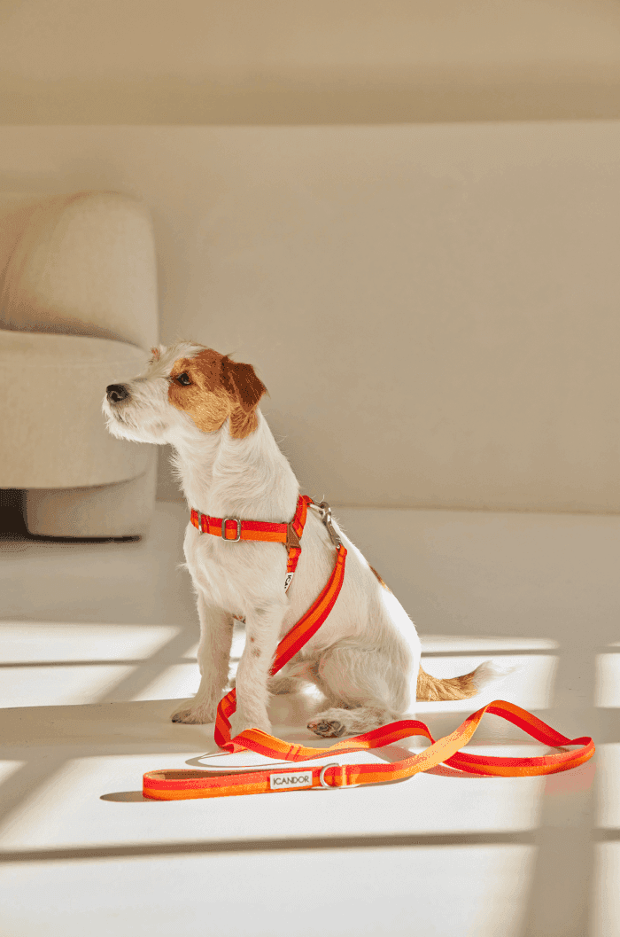 No-Pull Dog Harness