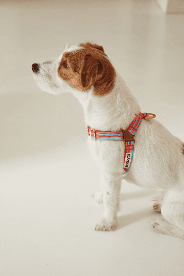 No-Pull Dog Harness