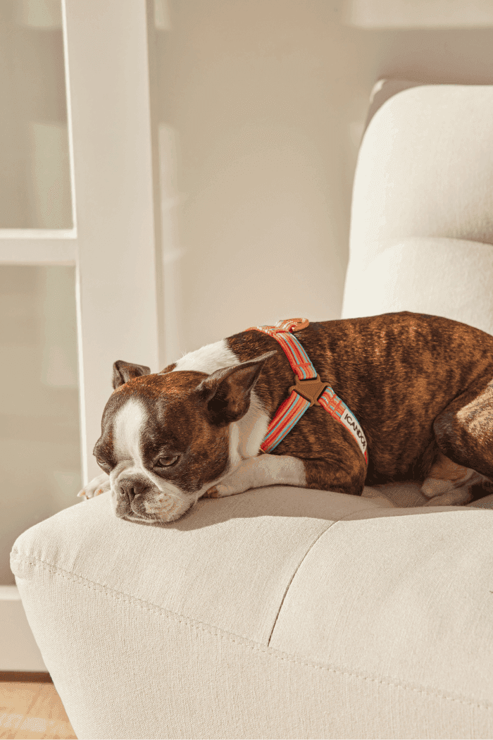 No-Pull Dog Harness