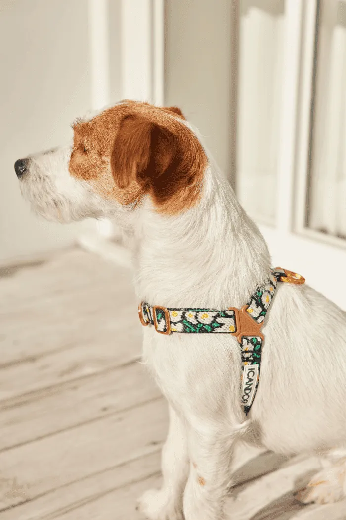 No-Pull Dog Harness - Big Fish