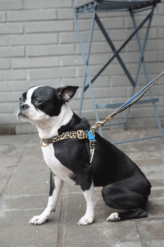 No-Pull Dog Harness - Big Fish