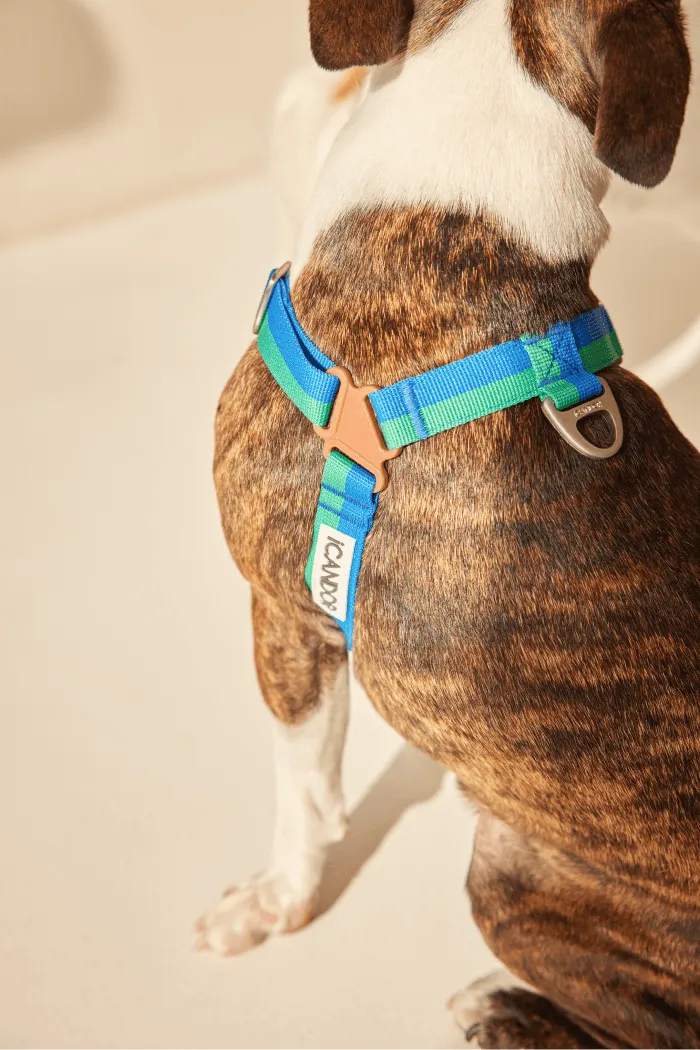 No-Pull Dog Harness - Big Fish