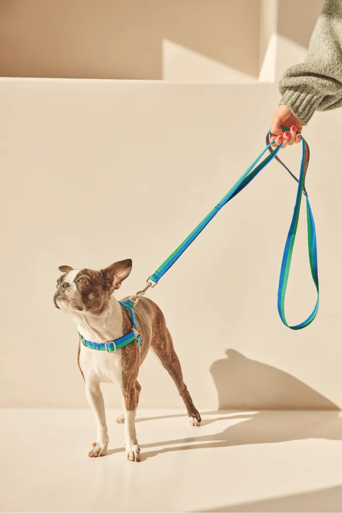 No-Pull Dog Harness - Big Fish