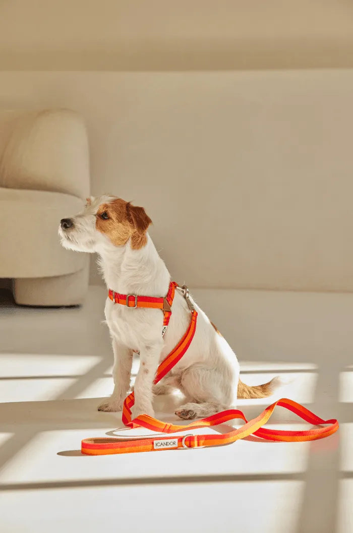 No-Pull Dog Harness - Big Fish