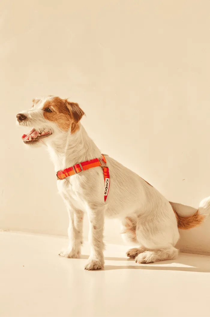 No-Pull Dog Harness - Big Fish