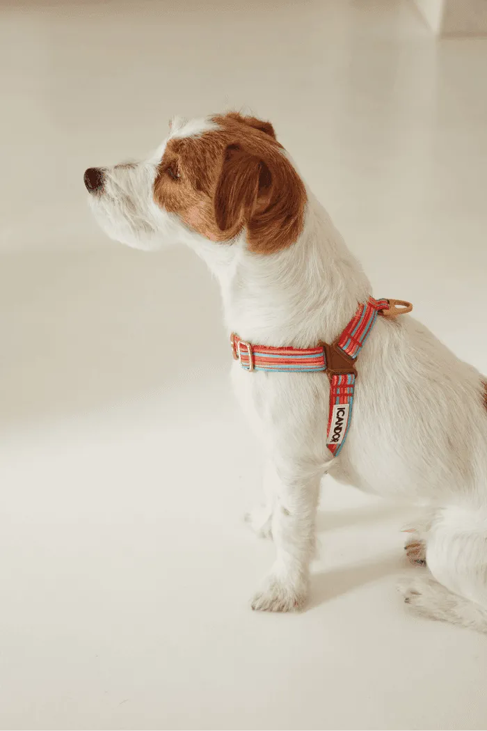 No-Pull Dog Harness - Big Fish