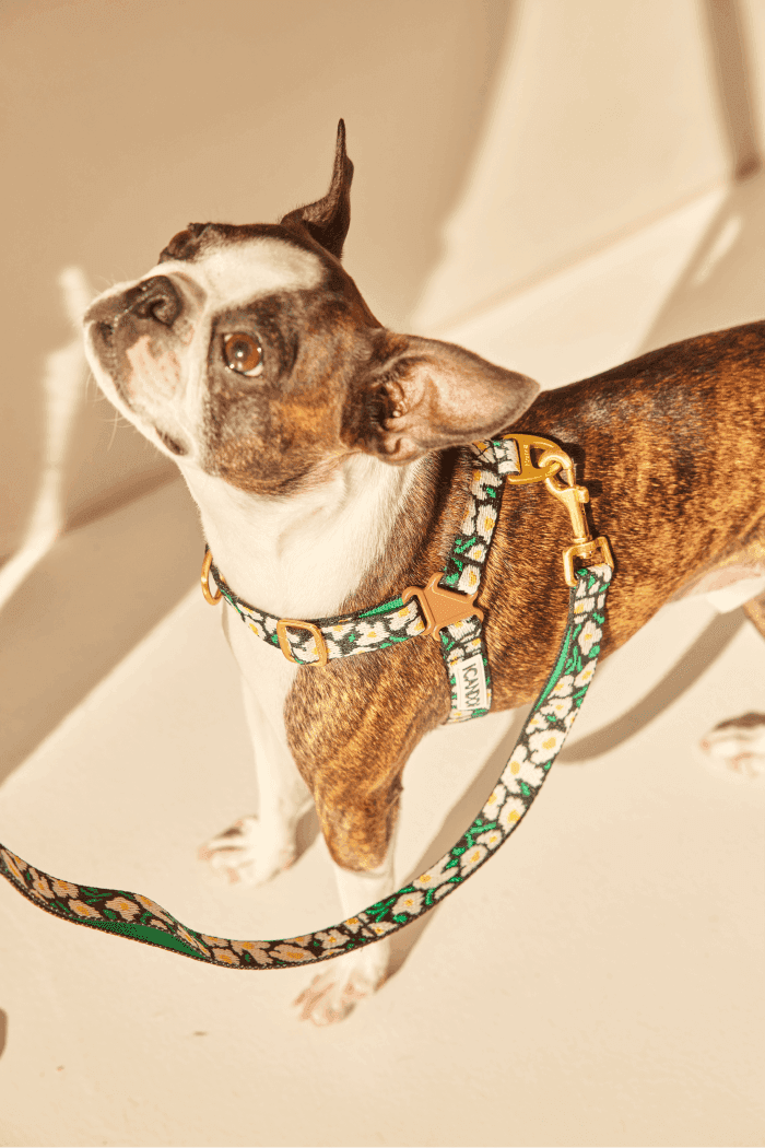 No-Pull Dog Harness - Leopard