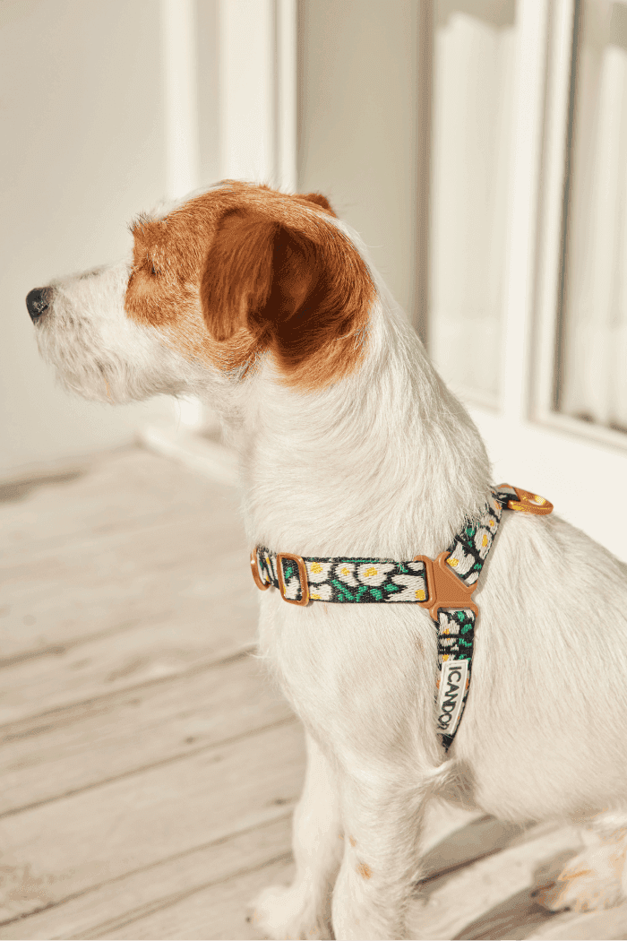 No-Pull Dog Harness - Leopard