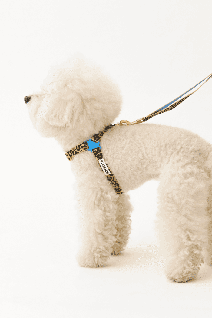 No-Pull Dog Harness - Leopard