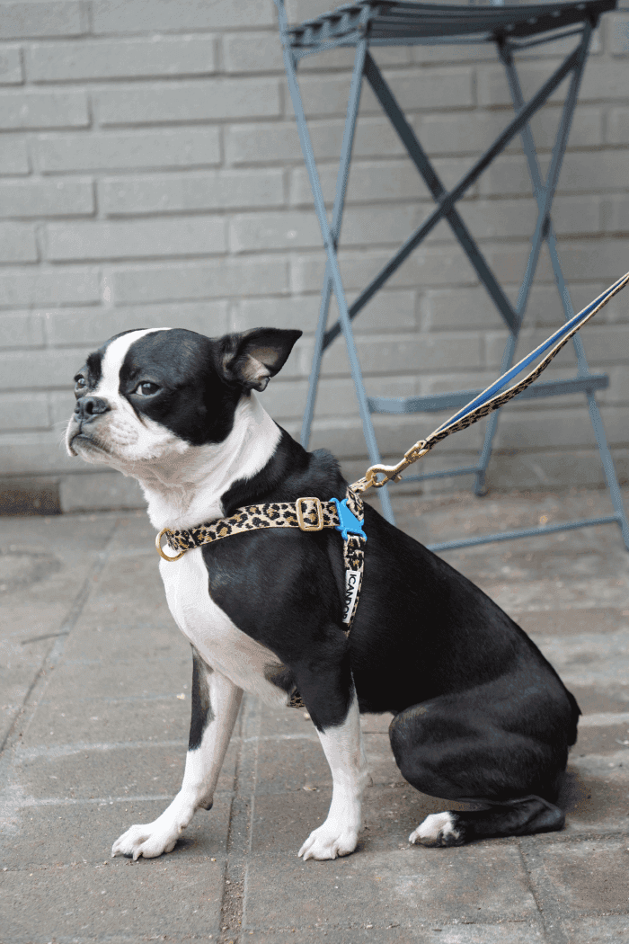 No-Pull Dog Harness - Leopard