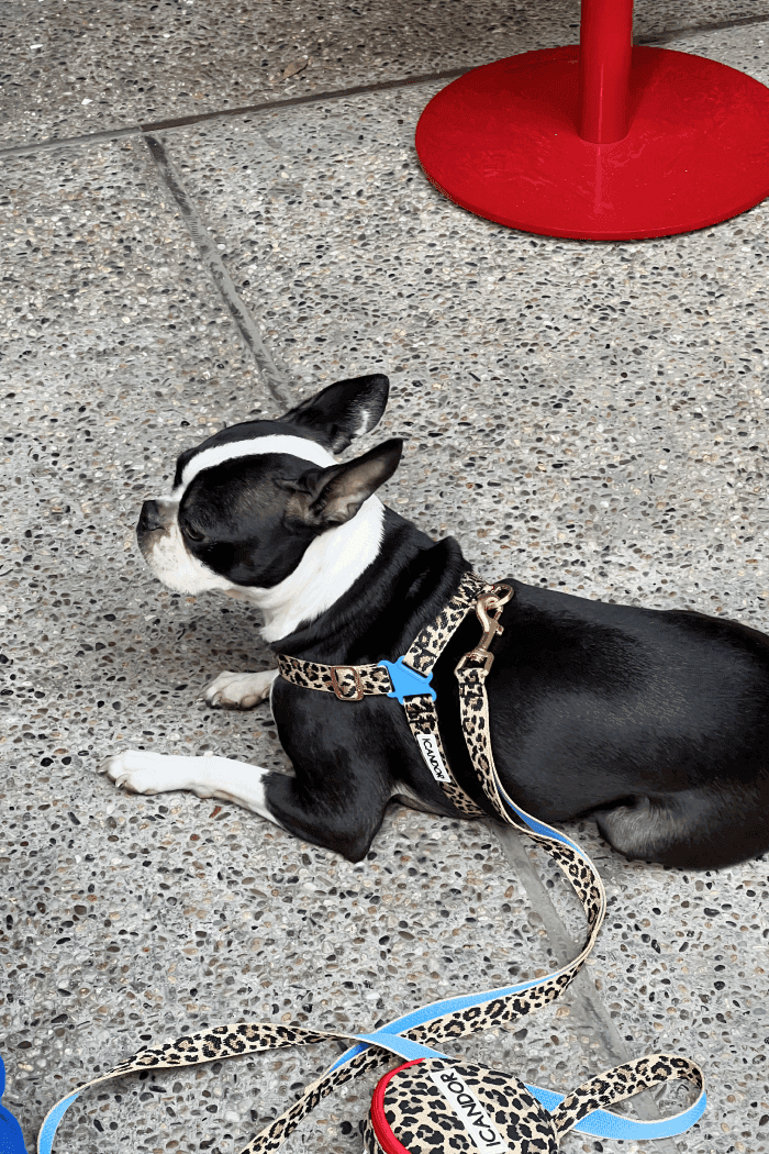 No-Pull Dog Harness - Leopard