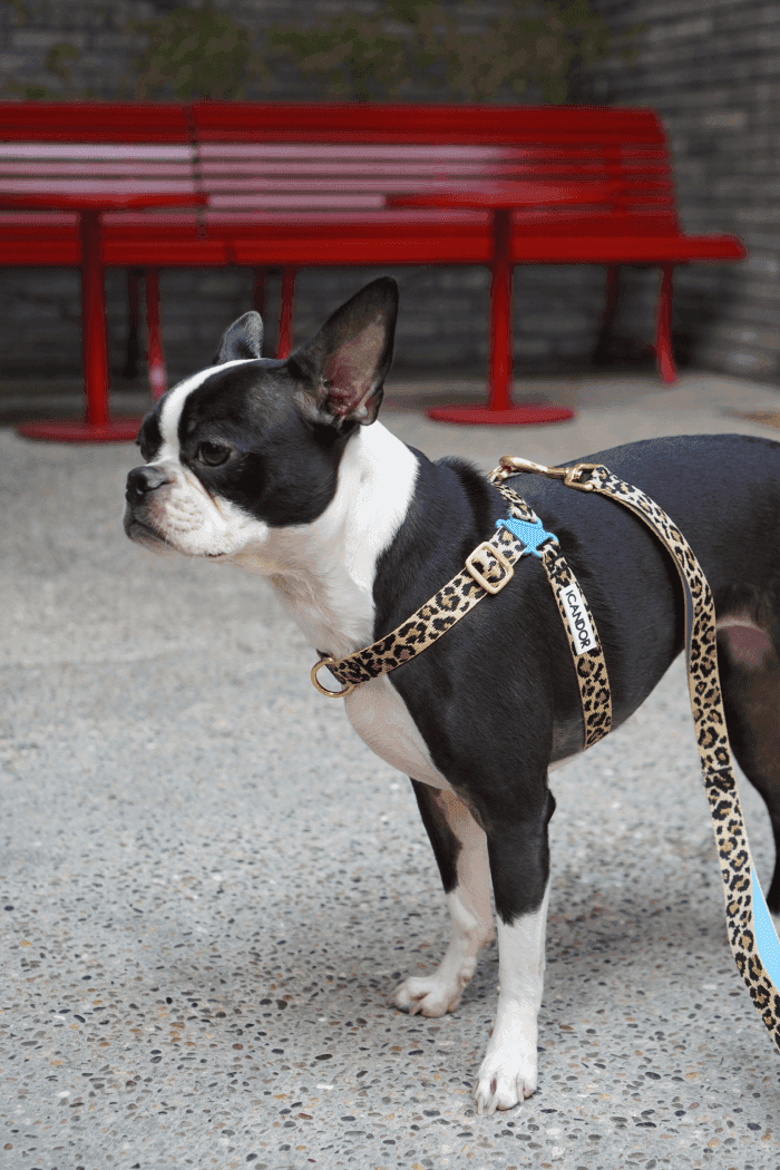 No-Pull Dog Harness - Leopard