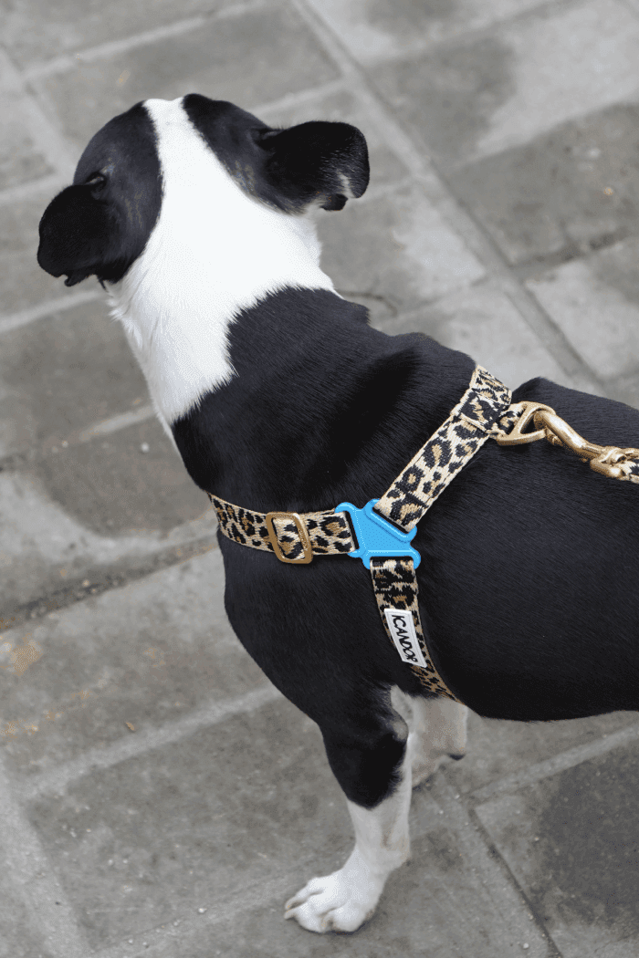 No-Pull Dog Harness - Leopard