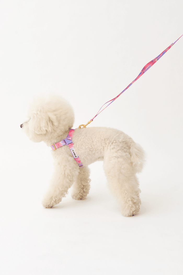 No-Pull Dog Harness - Leopard