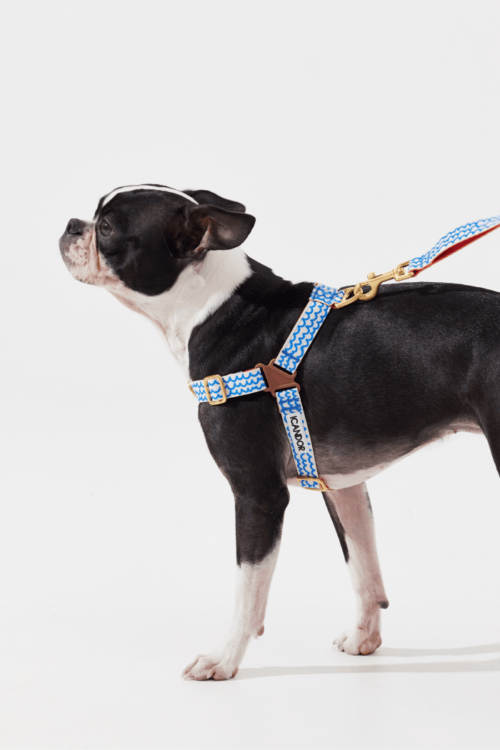 No-Pull Dog Harness - Leopard