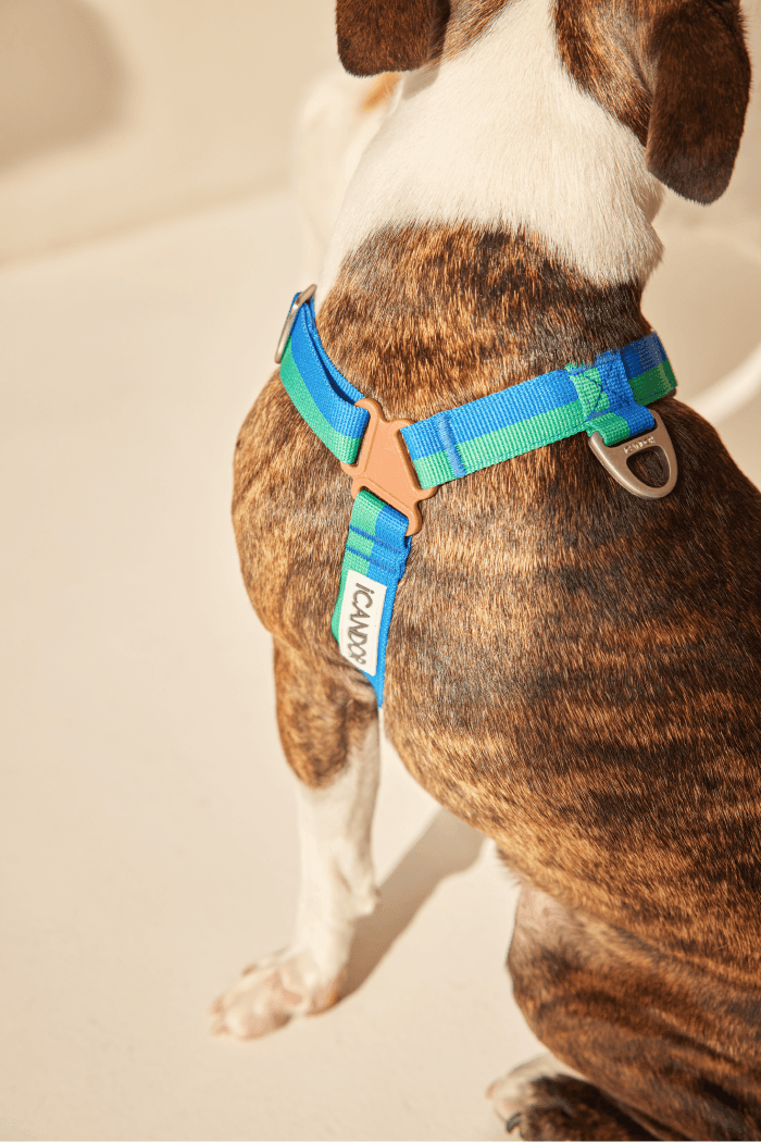 No-Pull Dog Harness - Leopard