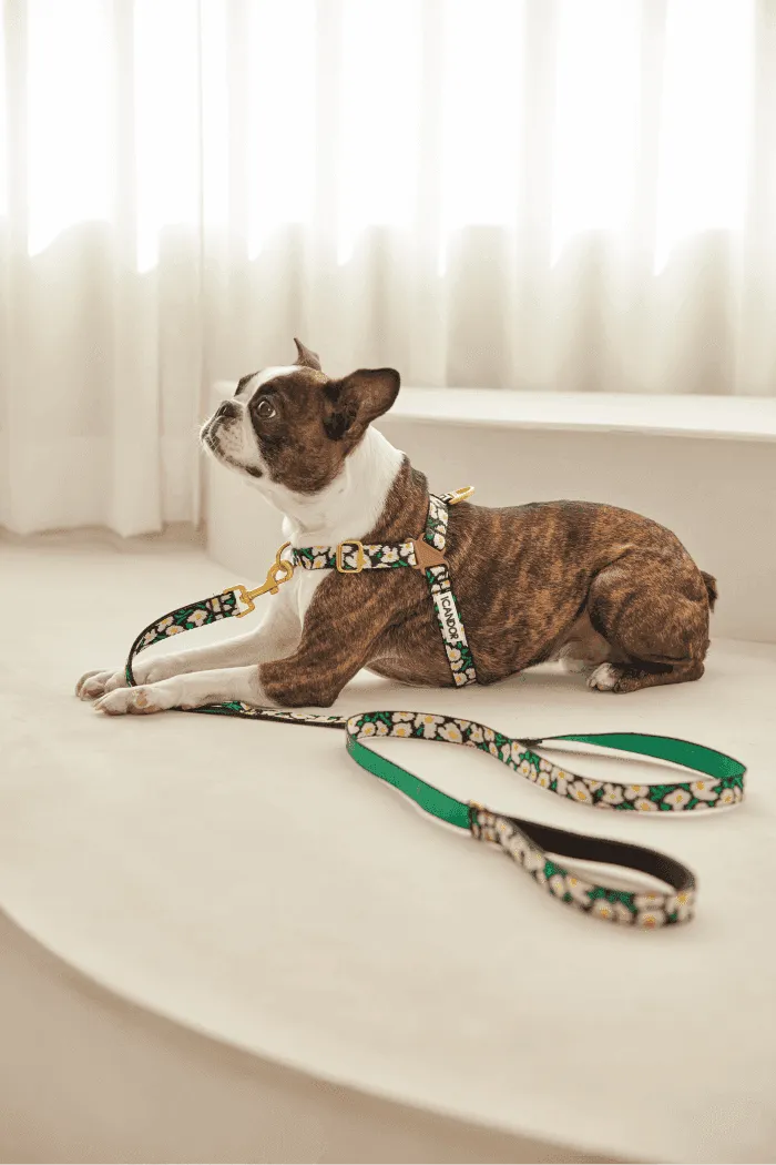 No-Pull Dog Harness - Milky Way