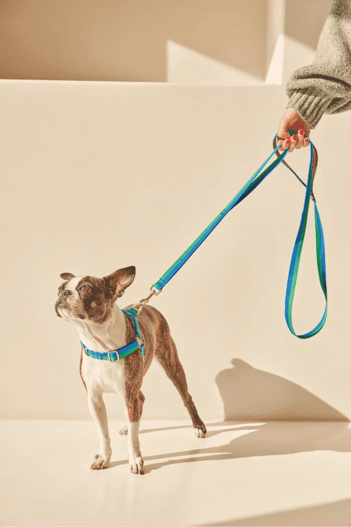 No-Pull Dog Harness - Milky Way