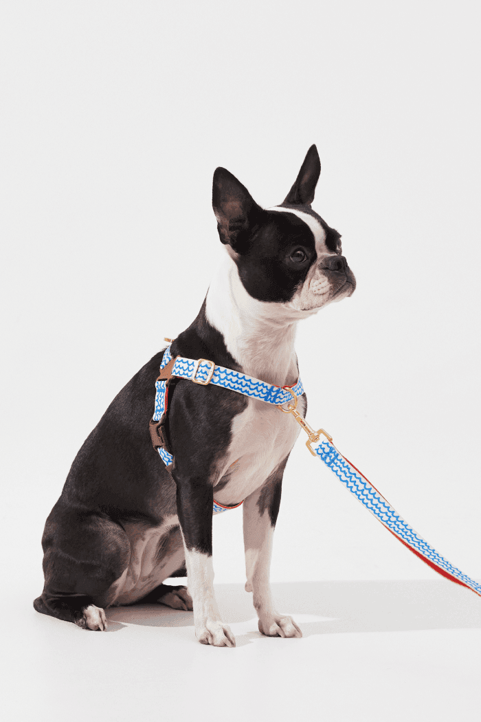 No-Pull Dog Harness - Surfrider