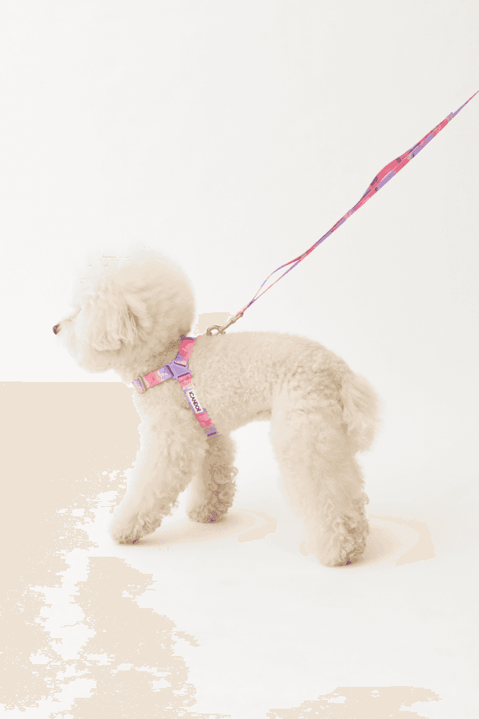 No-Pull Dog Harness - Surfrider