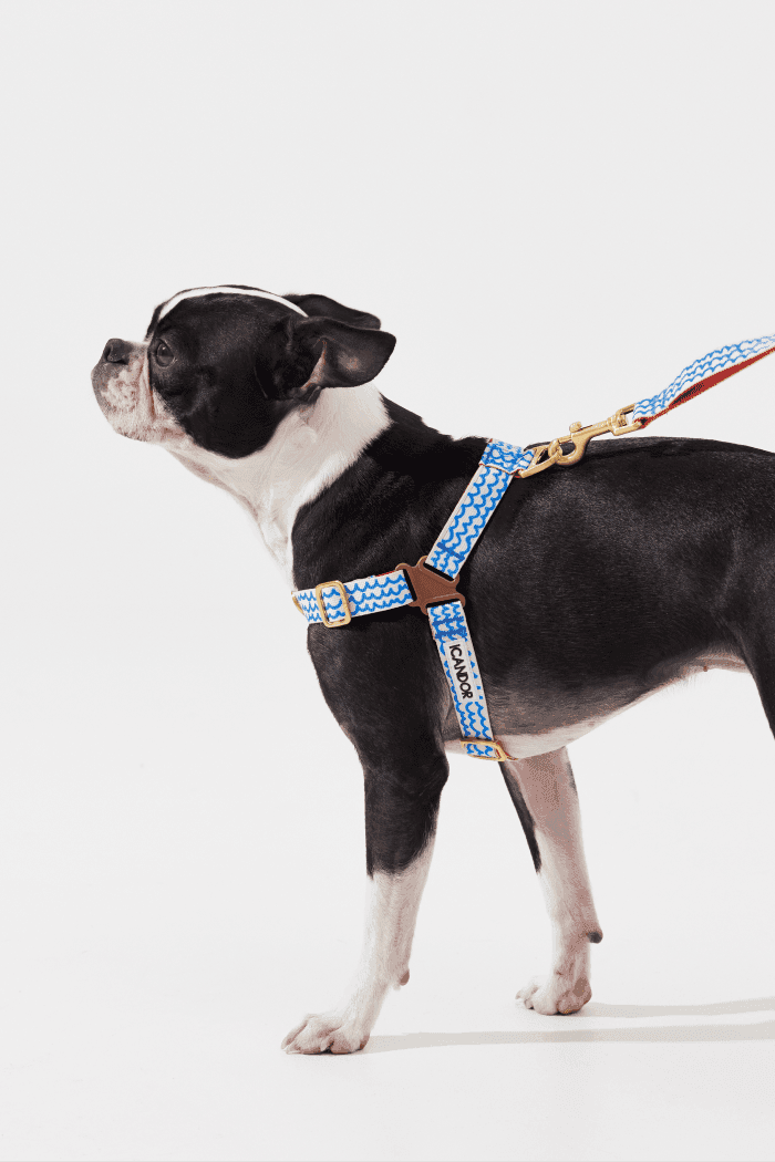 No-Pull Dog Harness - Surfrider